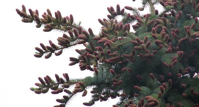 black spruce pine cones