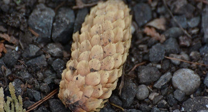 pine cones