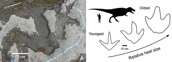 tyrannosaur footprints comparison