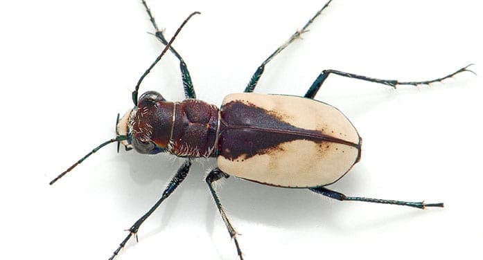 Cicindela formosa gibson beetle insect