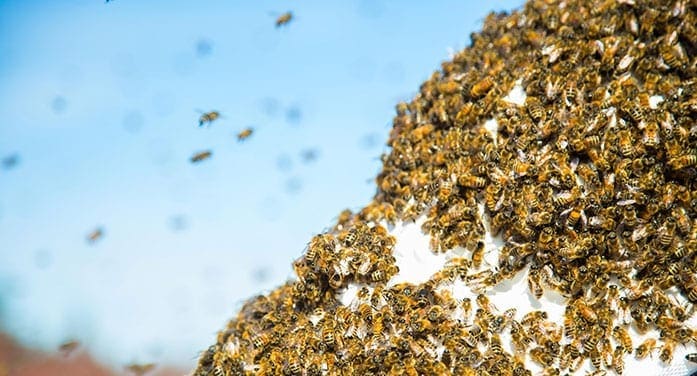 Exploring bee behaviour opens new career possibilities