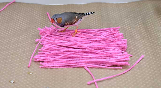male-zebra-finch • Troy Media male zebra finch