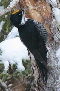 Black backed Woodpecker
