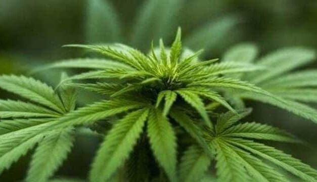 Keeping your pre-rolls safe. Top tips and advice