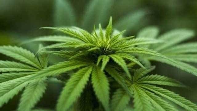 Barney’s Farm offers premium cannabis seeds backed by decades of expertise and trust