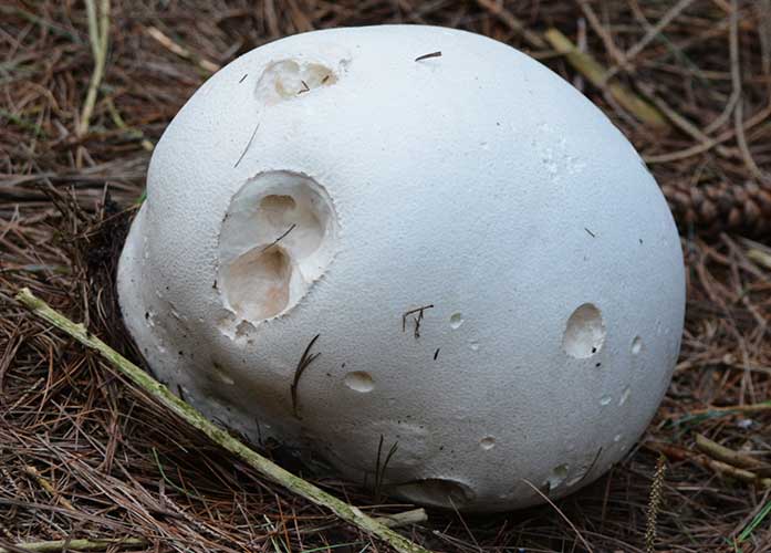 Calvatia-gigantea---Giant-Puffball---fungi-mushroom-697 • Troy Media Calvatia gigantea-Giant-Puffball-fungi-mushroom-697