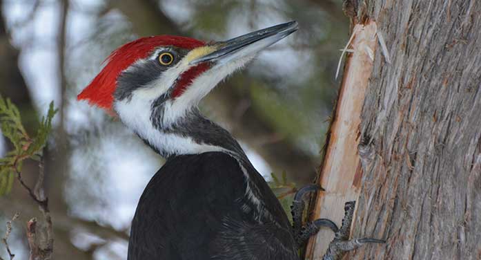 nature wildlife animal bird pileated woodpecker tree forest woods