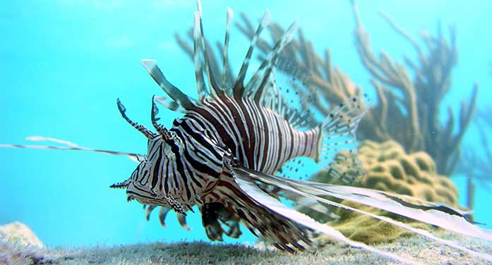 lionfishinbahamas697 Troy Media invasive lionfish animal ocean sea nature