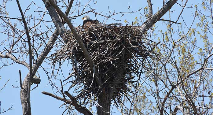 Bald-Eagle-McGee-Marsh-Ohio-697 • Troy Media bald eagle bird nature wildlife nest