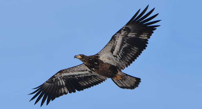 Bald-Eagle-Redhill-Creek-Hamilton-697 • Troy Media bald eagle bird nature wildlife fly wings