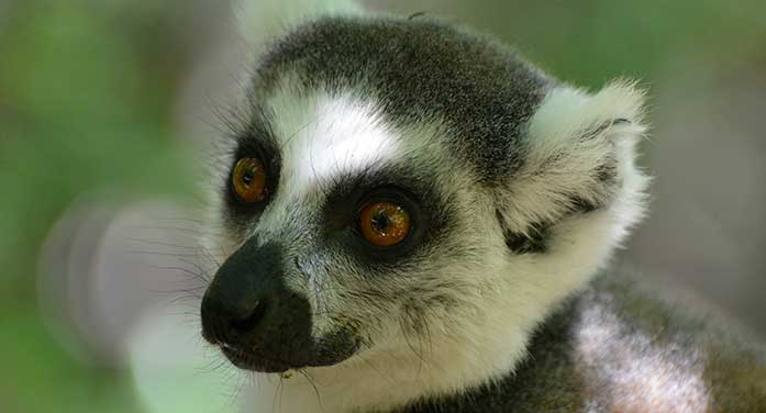 ring-tailed lemur nature wildlife animals