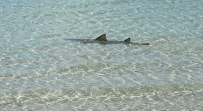 Shark in the Bahamas