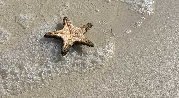 Shellfish-in-the-Bahamas