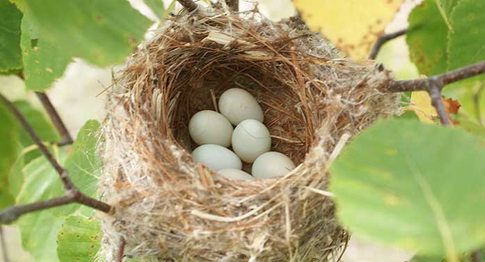 American-Goldfinch-nest-697 • Troy Media American goldfinch bird nest nature animals wildlife