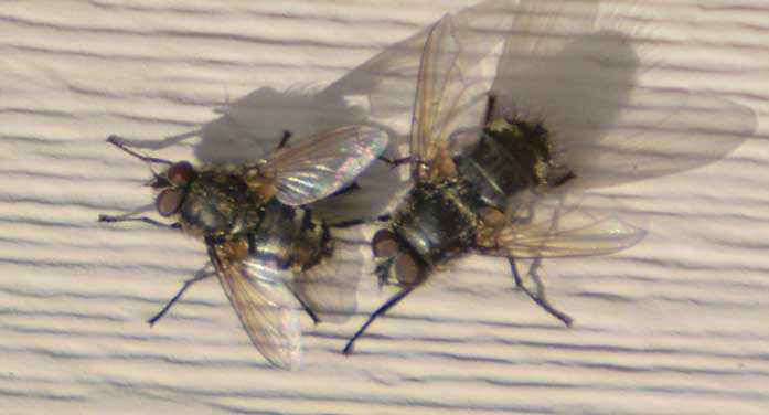 cluster flies bugs insects nature