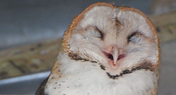 Give a hoot and support the Great Canadian Birdathon • Troy Media Give a hoot and support the Great Canadian Birdathon • Troy Media