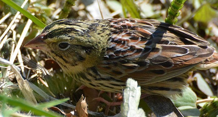 Henslow's Sparrow birds nature animals wildlife
