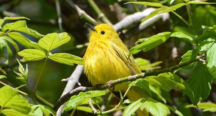 bird nature animals wildlife yellow warbler