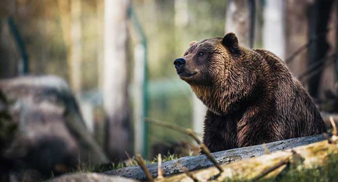 Don’t feed the bears! How parks get visitors to protect nature