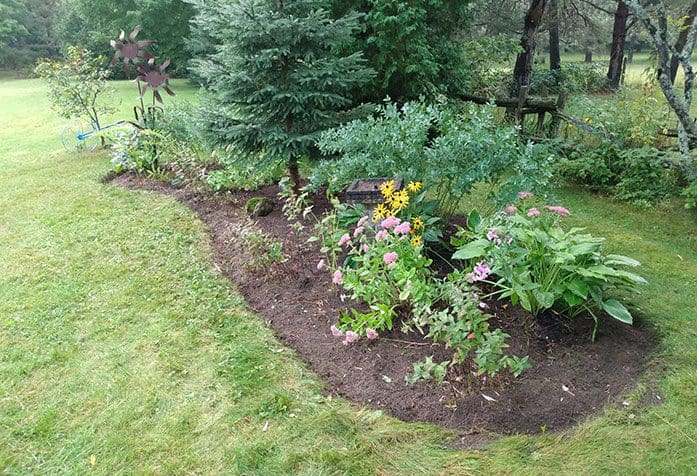 flowers nature plants garden lawn