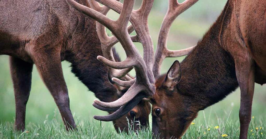 Elk-wildlife-nature