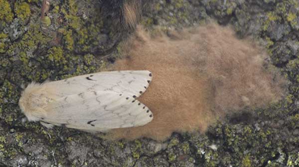 gypsy-moth • Troy Media Gypsy Moth - female with egg mass