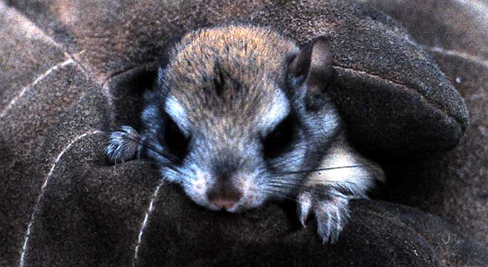 Northern-Flying-Squirrel