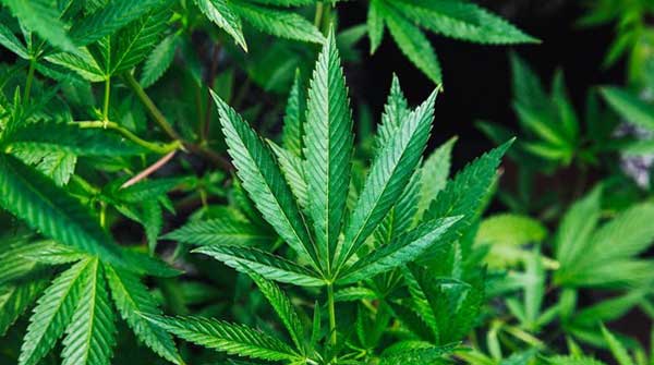 Marijuana Plant Trimming Guide
