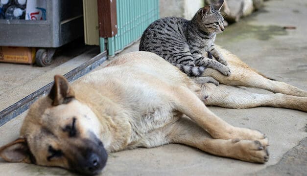 Common Dog Allergies & What to Do About Them