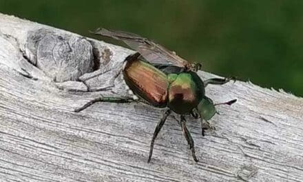 The Japanese Beatle is attractive, but can be annoying