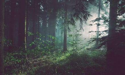 Tree diversity increases carbon storage, soil fertility in forests
