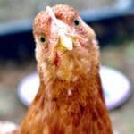 Cracking the case of the secret chicken price hike