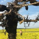 New clubroot strains threaten Western Canadian canola crops