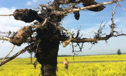 New clubroot strains threaten Western Canadian canola crops
