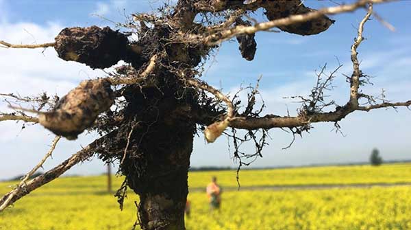 New clubroot strains threaten Western Canadian canola crops