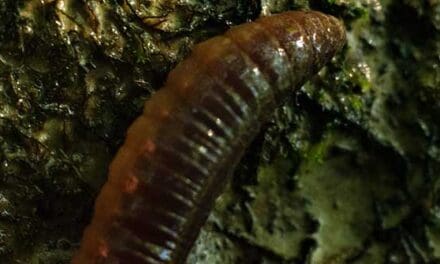Invasive earthworms shifting soil microbes in boreal forests