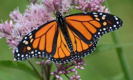 The massive autumn migration to the Tropics has begun