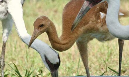 Whooping Crane recovery program gets a boost from Canadian Natural Resources