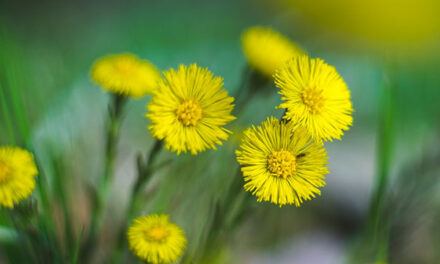 Coltsfoot is a common sign of spring in eastern Canada and the U.S.