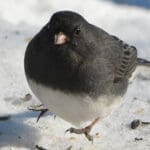How Dark-eyed Juncos outsmart other birds for food