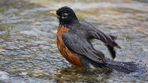 Nature is gearing up for another spring