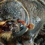 Climate change both a blessing and a curse for mountain pine beetles