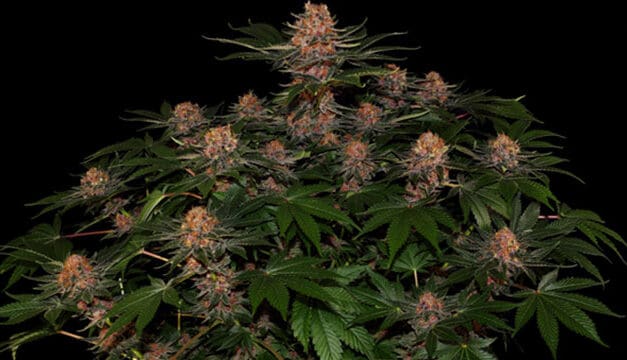 The Medical Benefits of CBD-Rich Autoflowering Cannabis Strains: Insights from a Medical Professional