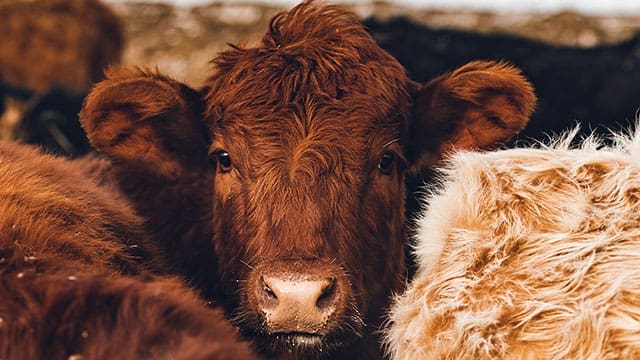Methane emissions tax in Denmark