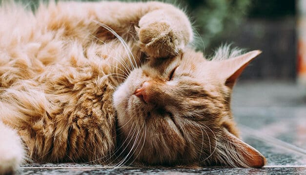 Old Cats, New Tricks: Keep Your Senior Kitty Purring for Years