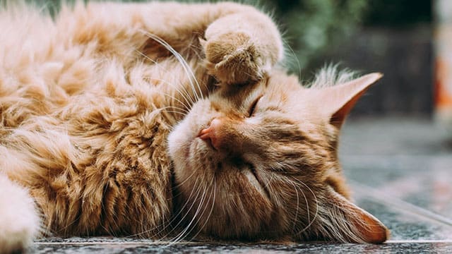 Cat-pet • Troy Media