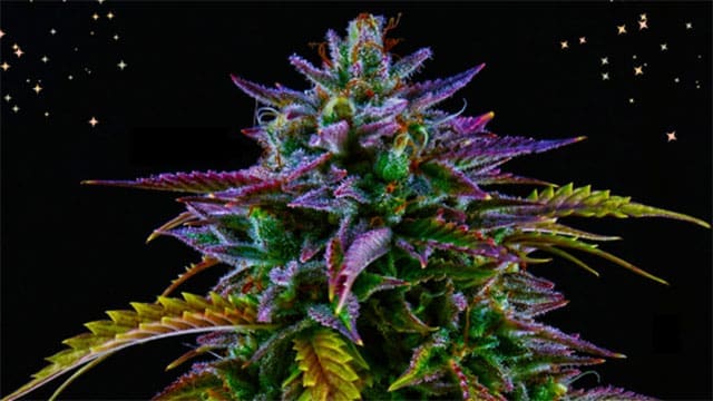 Protect the freshness and potency of cannabis flowers with proper storage techniques