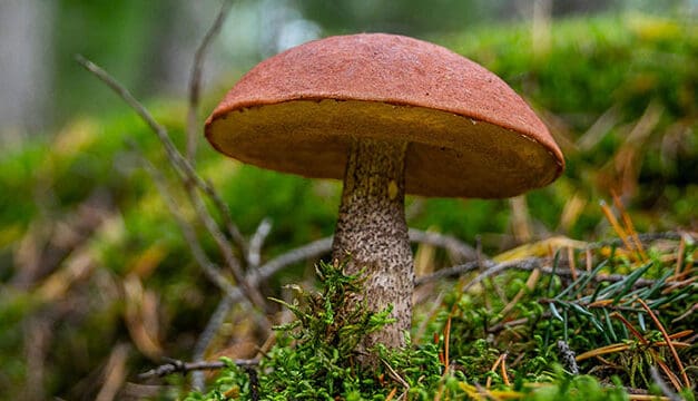 Understanding psilocybin-based products: A balanced look at benefits and considerations