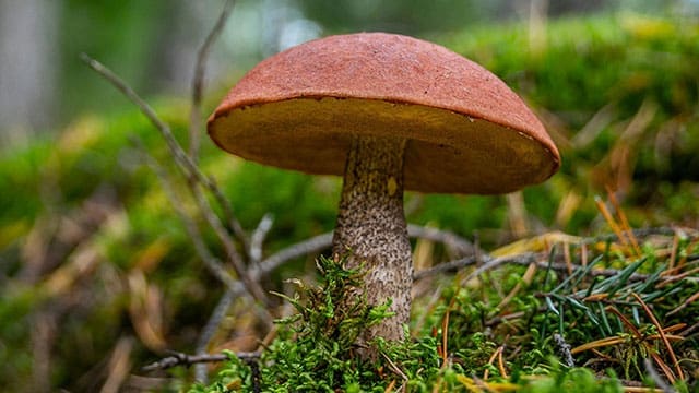Mushroom640 • Troy Media Discover the potential of psilocybin-based products for mental wellness