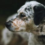 What my dog taught me about democracy – one kibble at a time